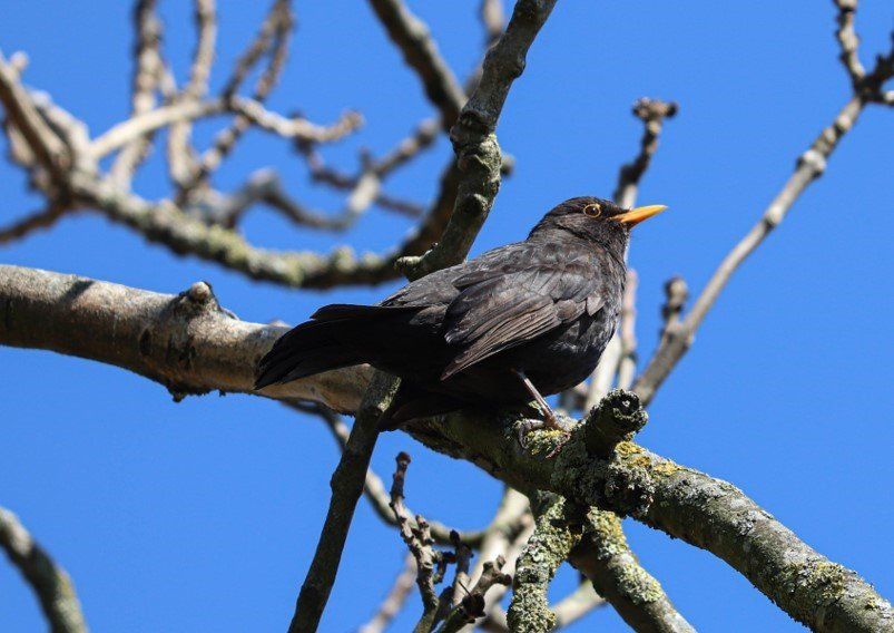 a blackbird on a branch