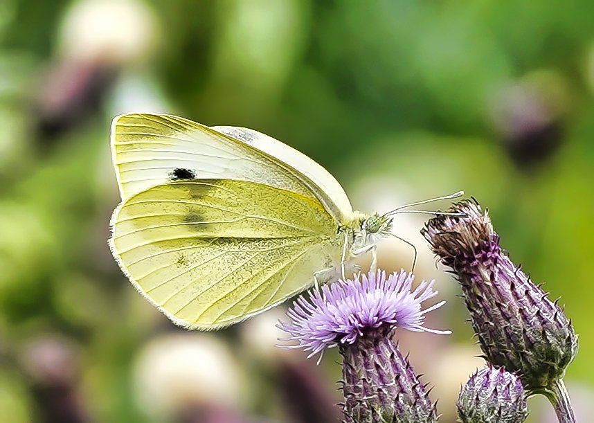 a cabbage white butterfly on a thistle