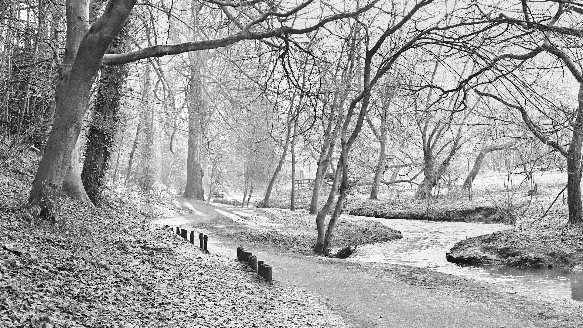 a monochrome cold looking image of winter trees by a stream