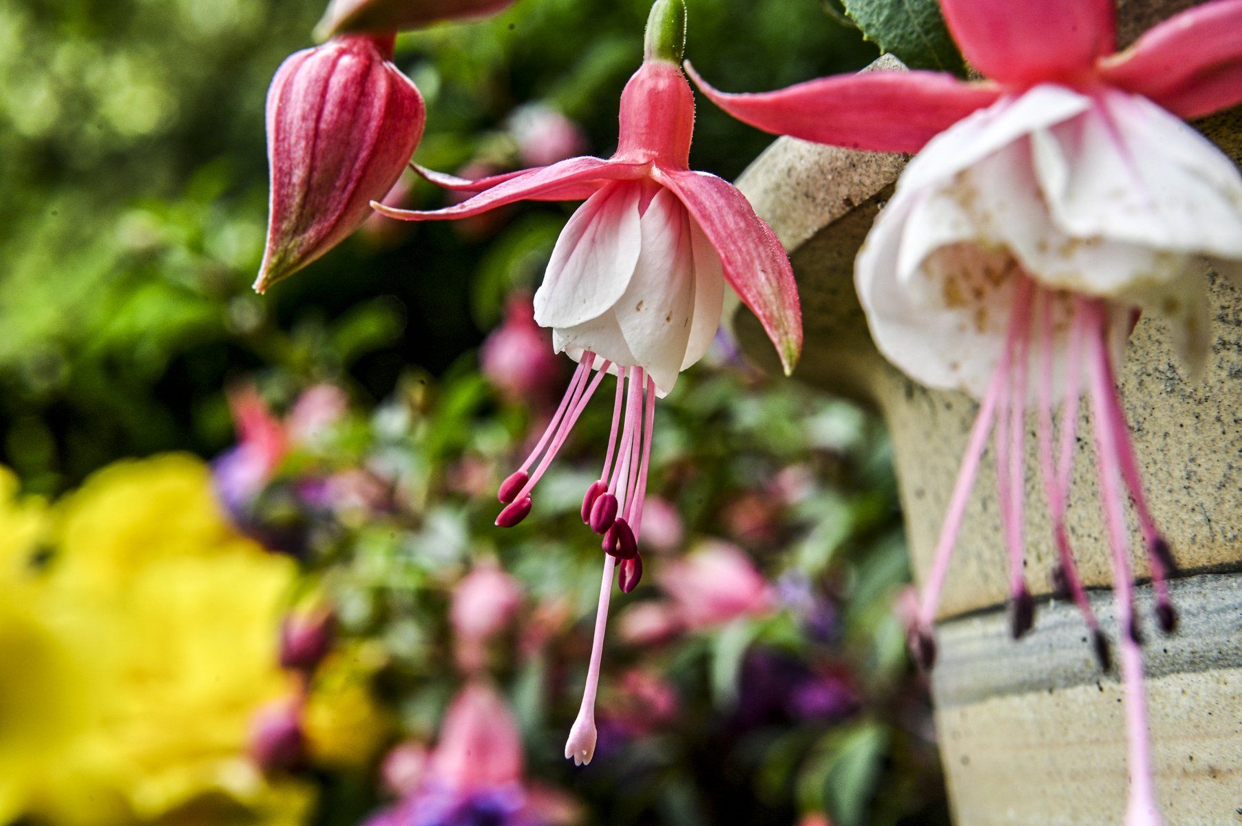 close up of a fushia