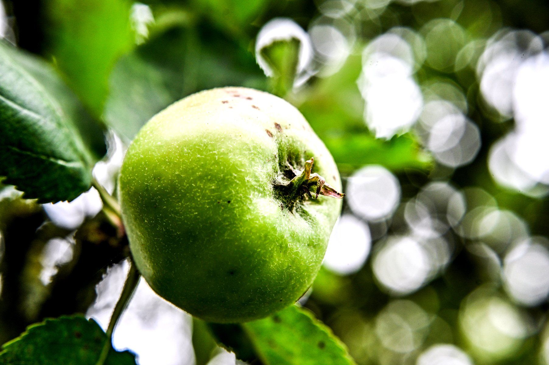 close up of an apple