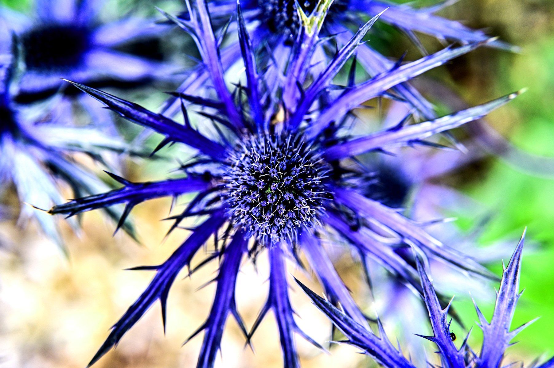 close up of a blue plant