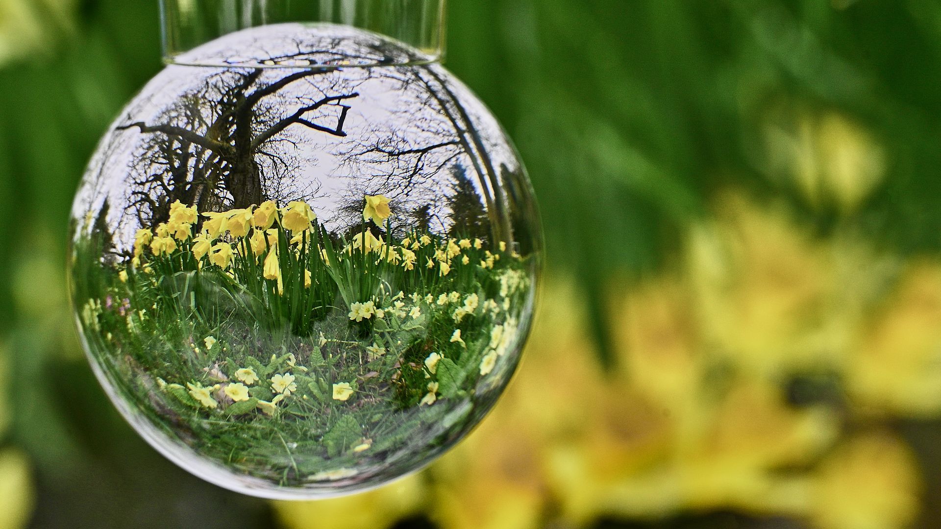 daffodils seen through a glass globe
