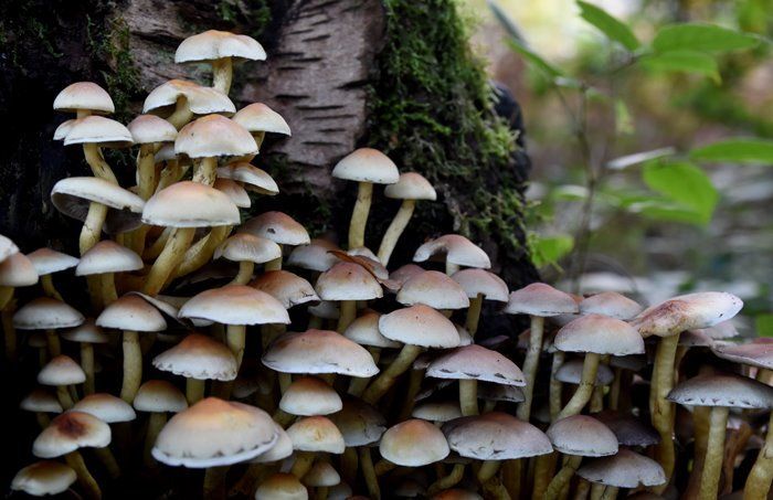 fungi