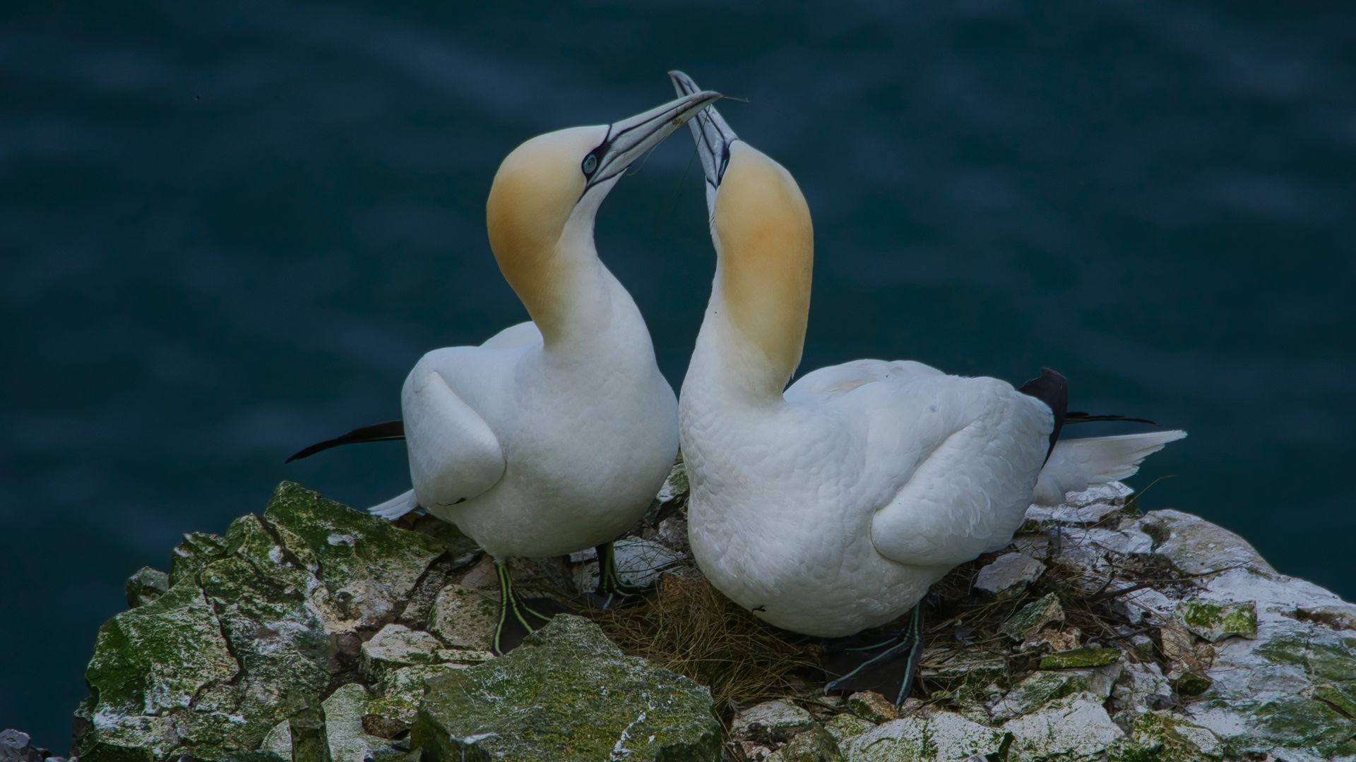 A pair of Gannets by Derek Smith two gannets at Bempton cliffs