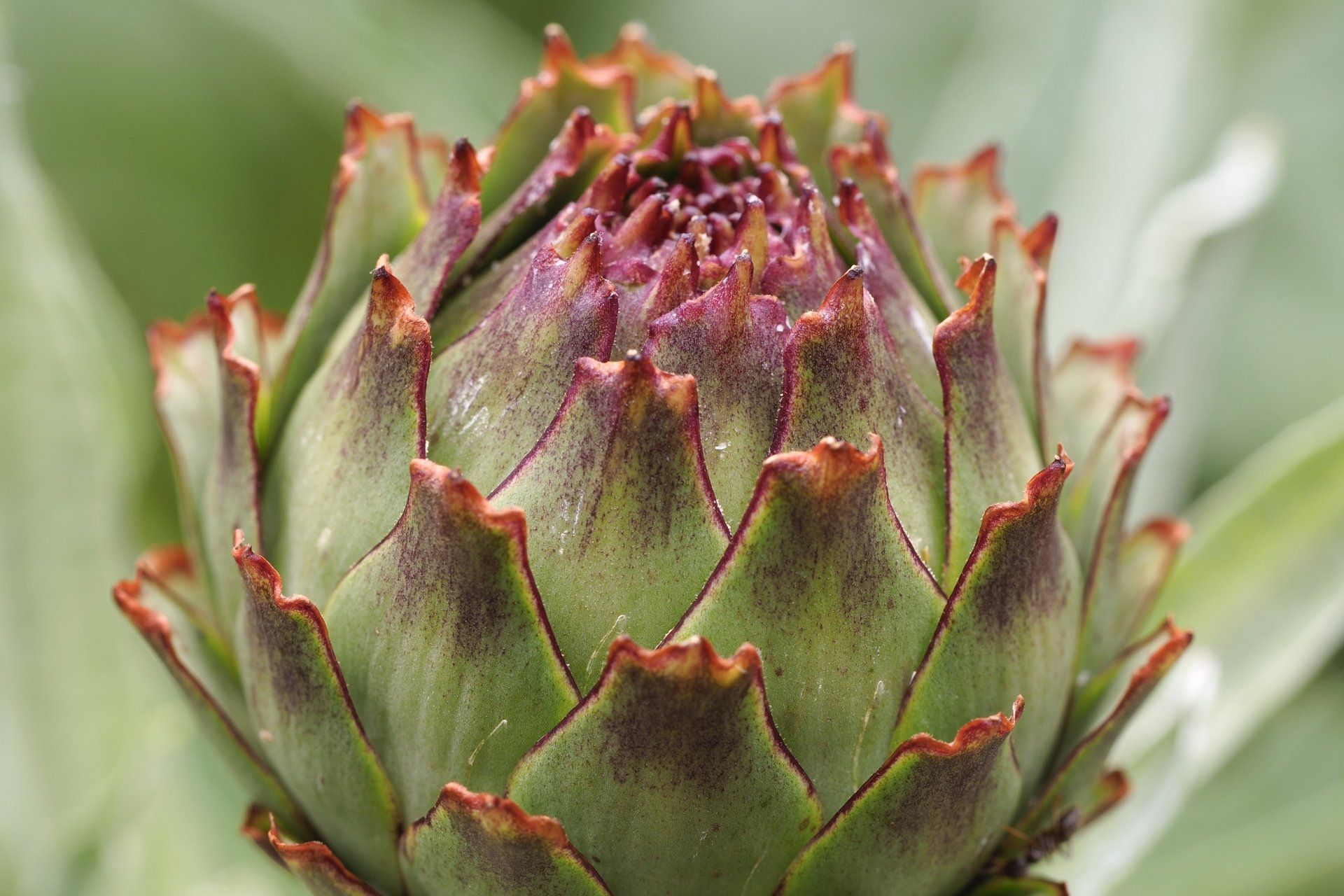 a green leafed plant