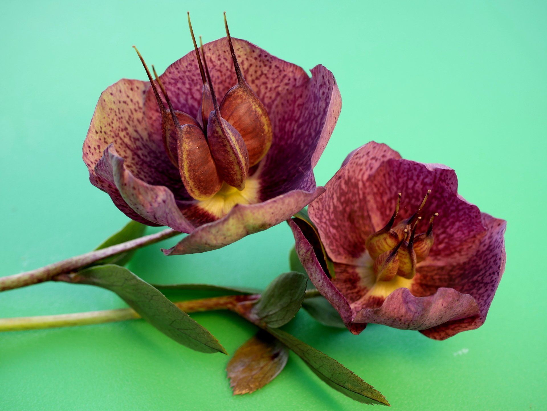 photo of hellebore flowers