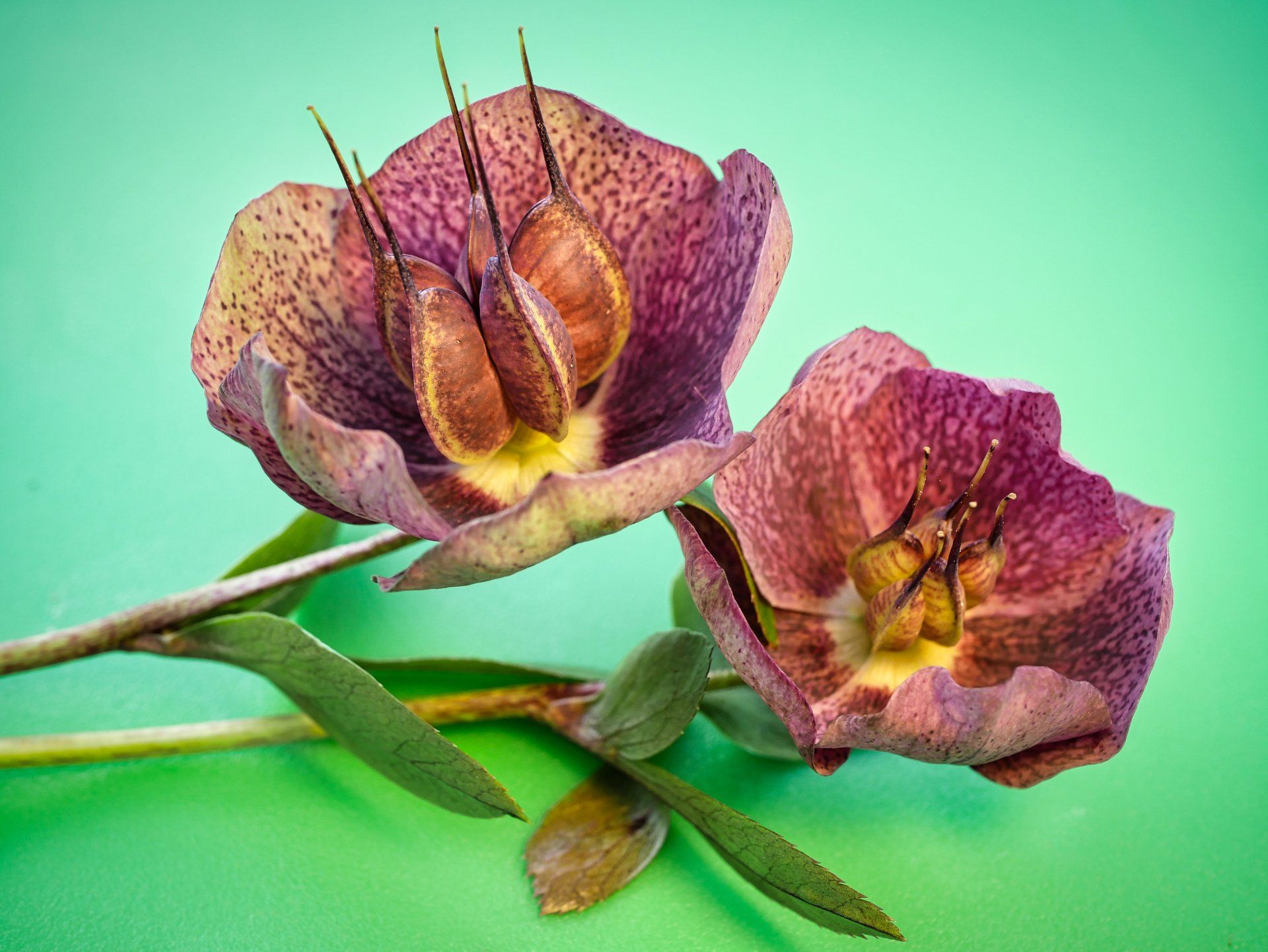 Hellebores by Derek Smith macro focus stacked hellebore flowers