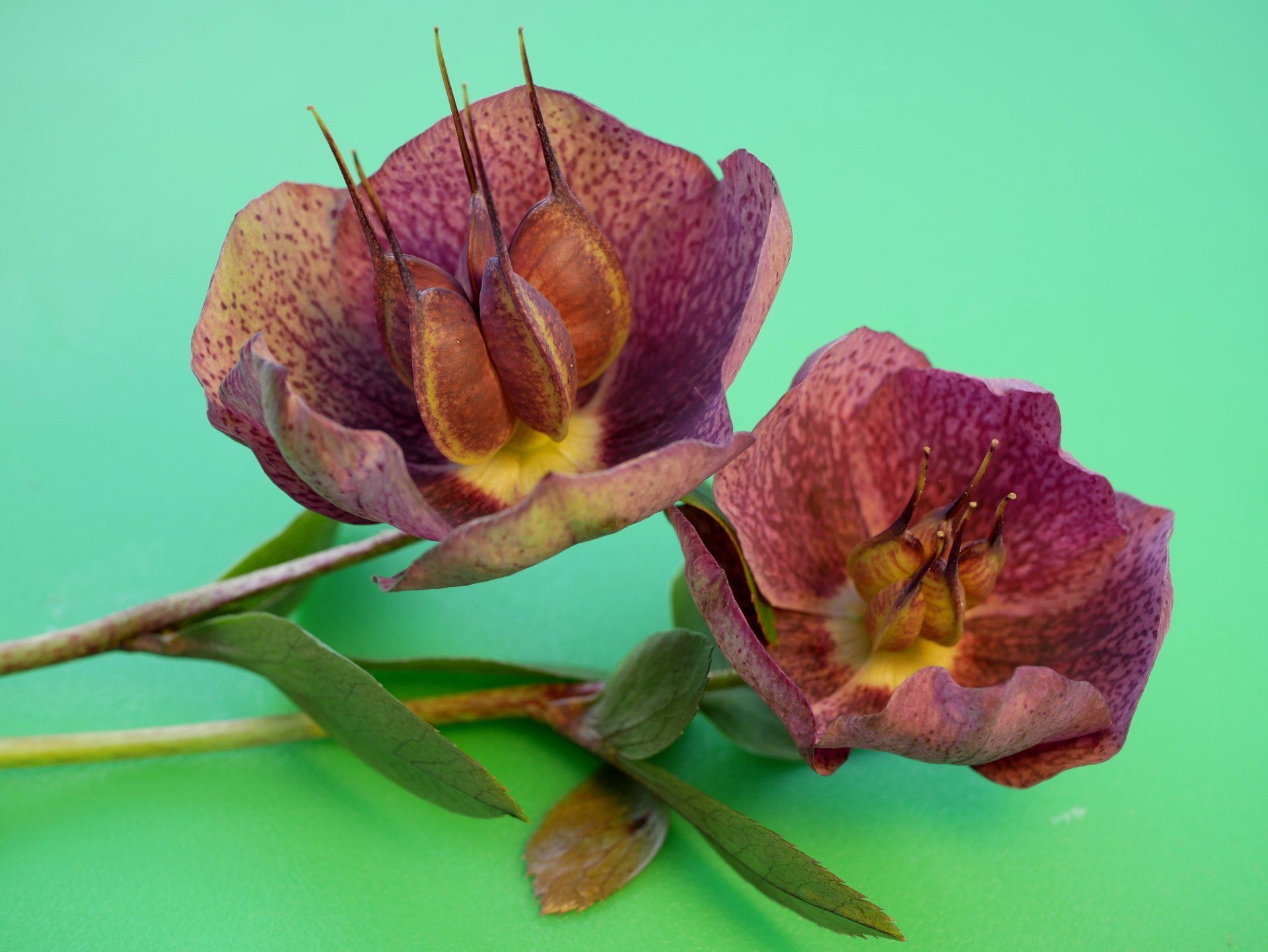 focus stacked hellebore flowers