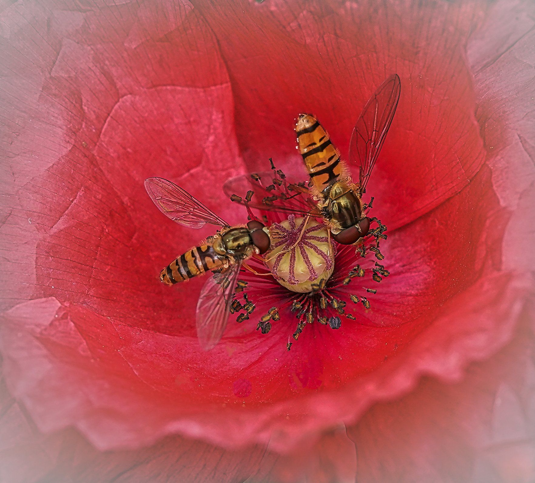 a pair of hoverflies on a red flower