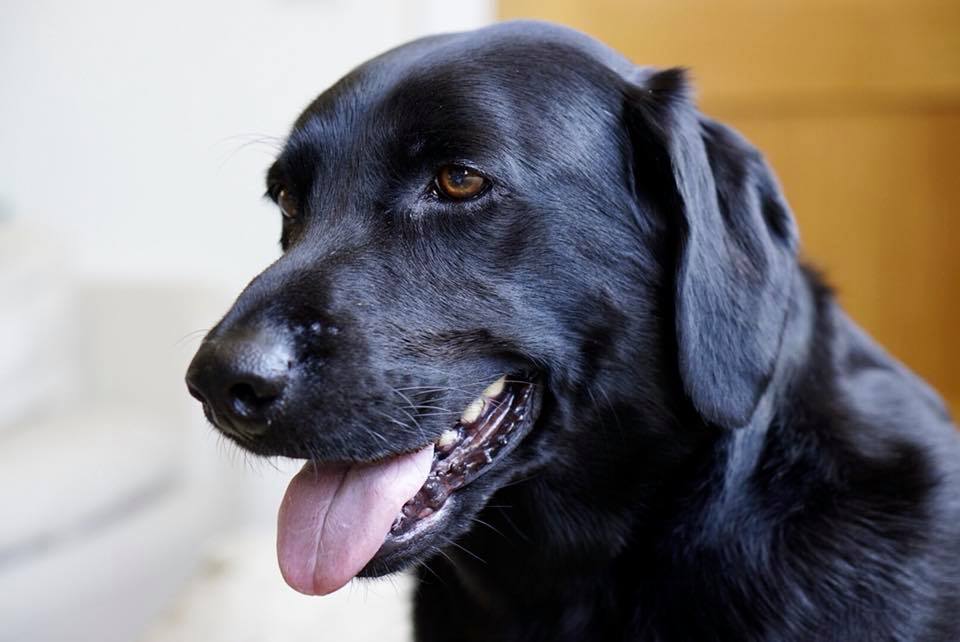 jasper the dog