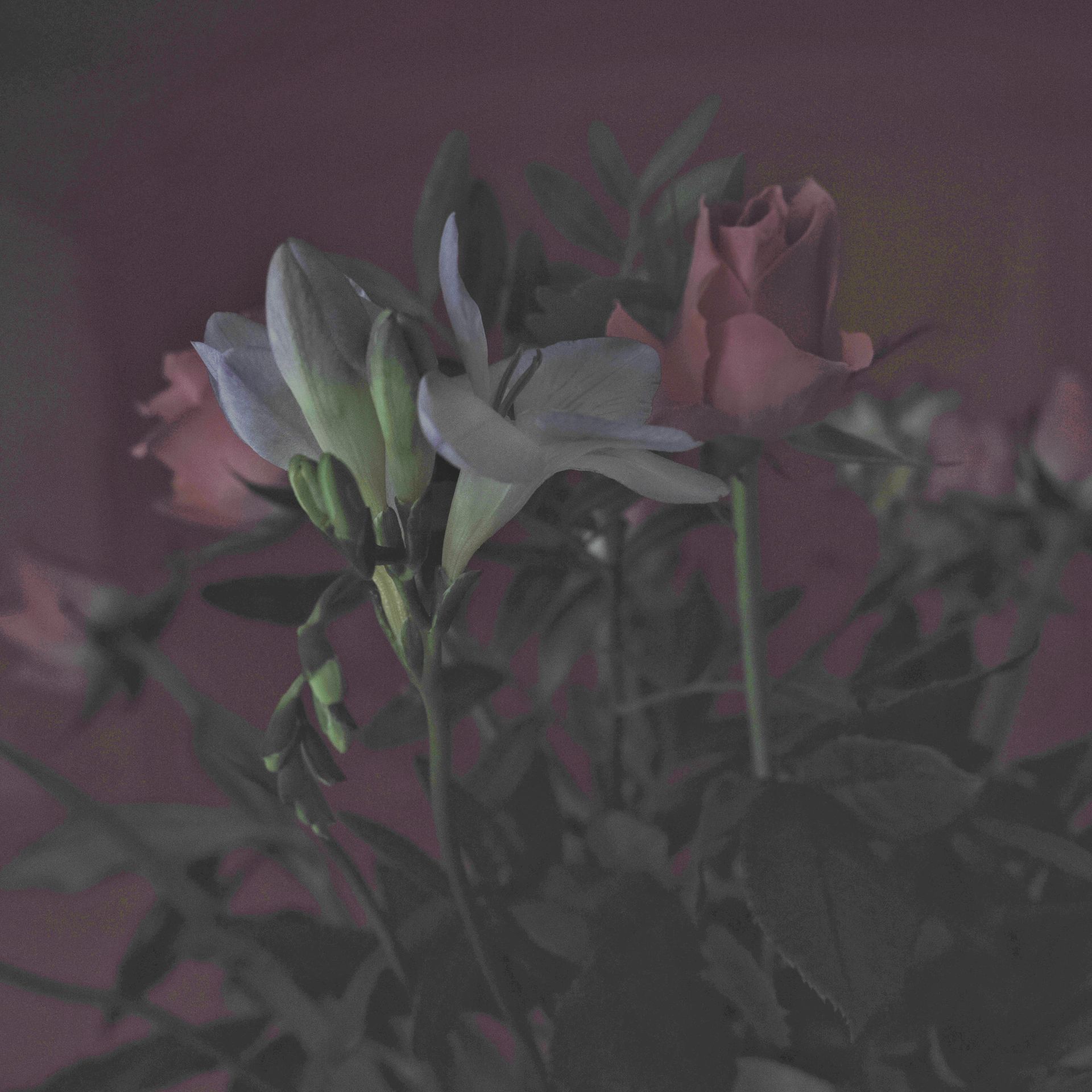 a bunch of flowers processed from jpg