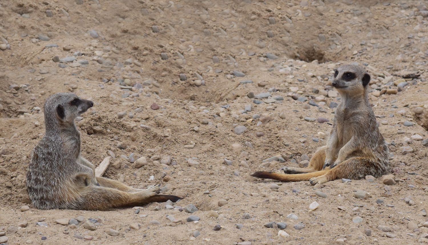 Just Chillin' by Graham Harrison two meerkats looking at each other