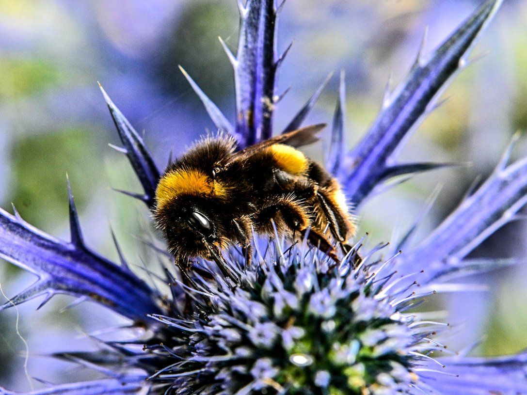 close up of a bee on a blue plant