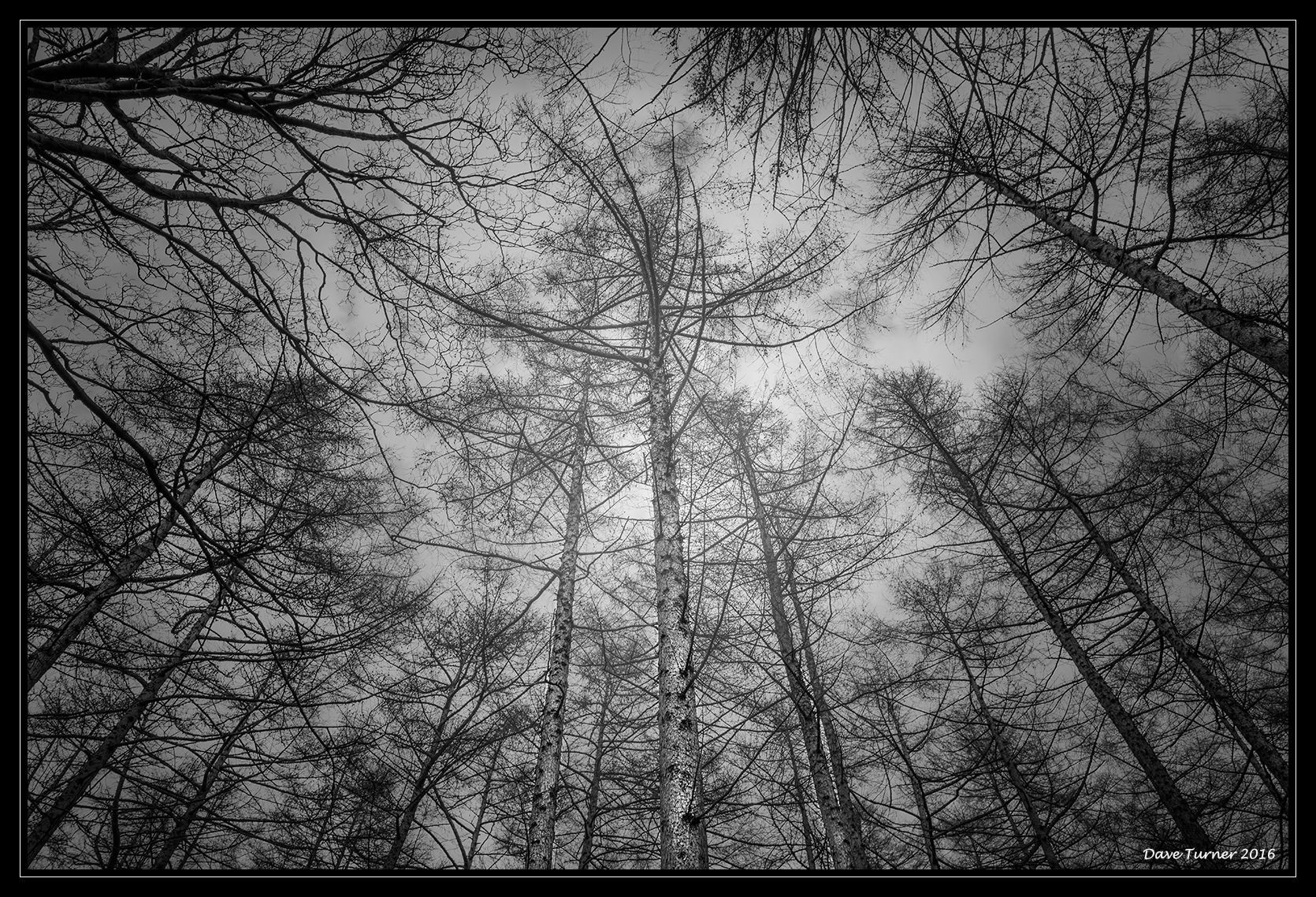 a monochrome view of tall trees reaching into the sky