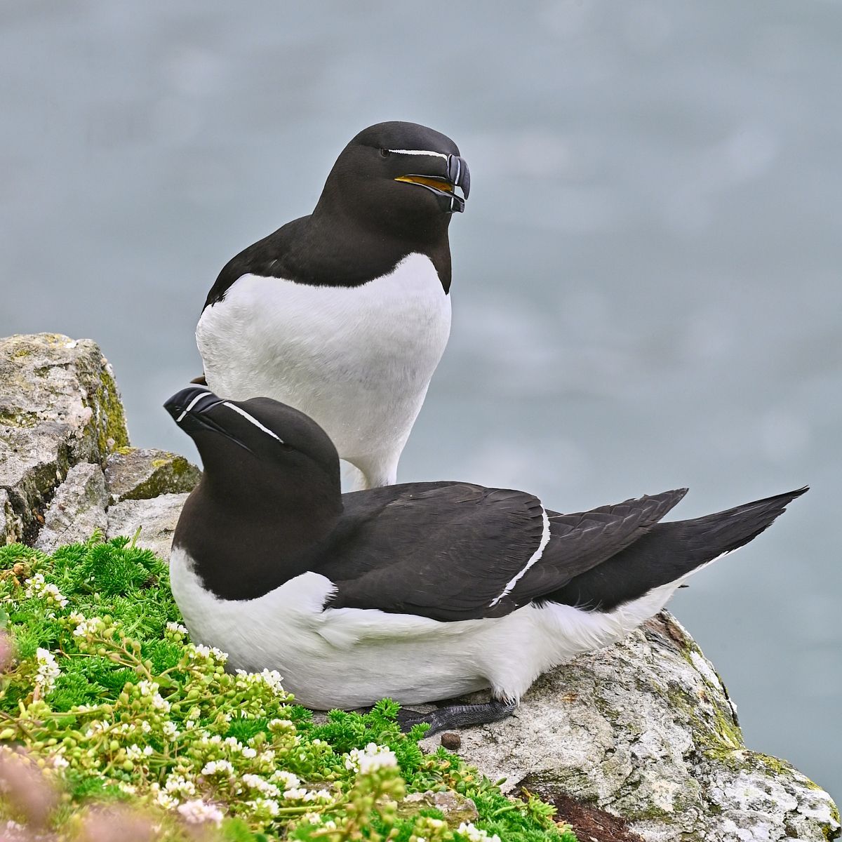 a pair of Razorbill birds nesting on the clifftop