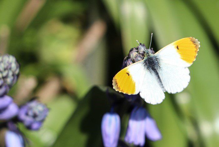 an orange tip butterfly