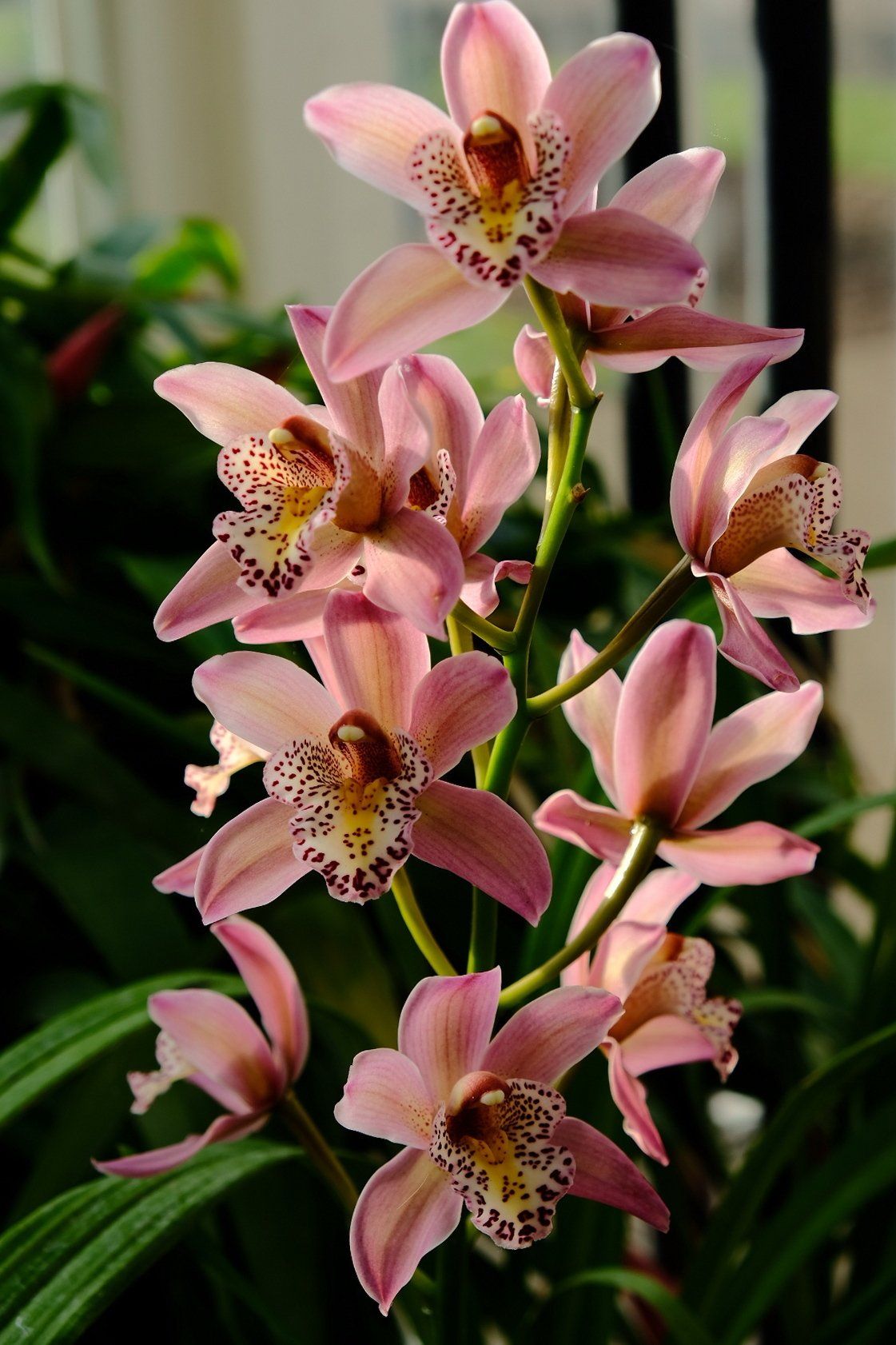 Orchids, by Derek Smith orchids in a glasshouse