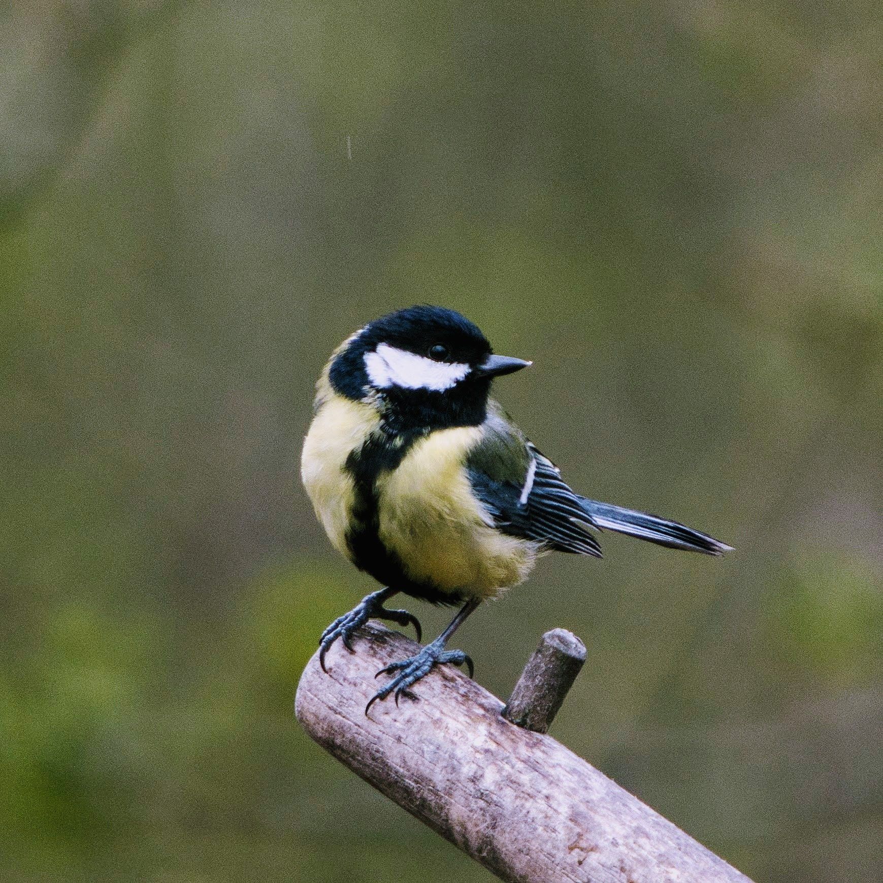 Photo by Derek Smith a blue tit bird on a perch