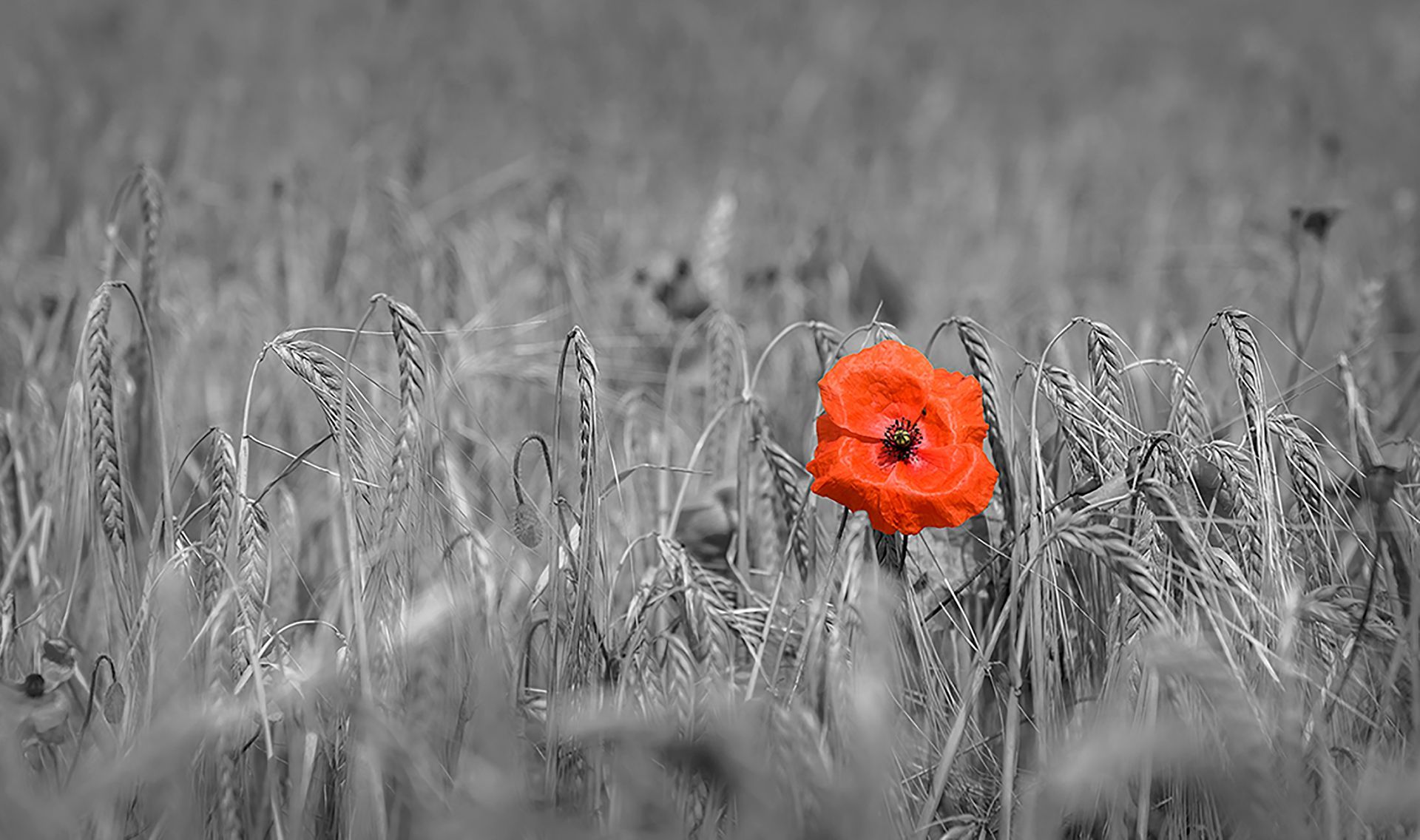 A red poppy in a field