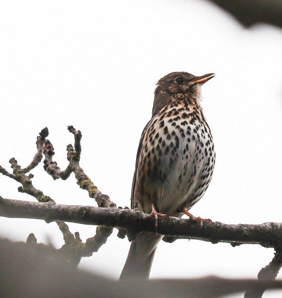 a song thrush on a branch