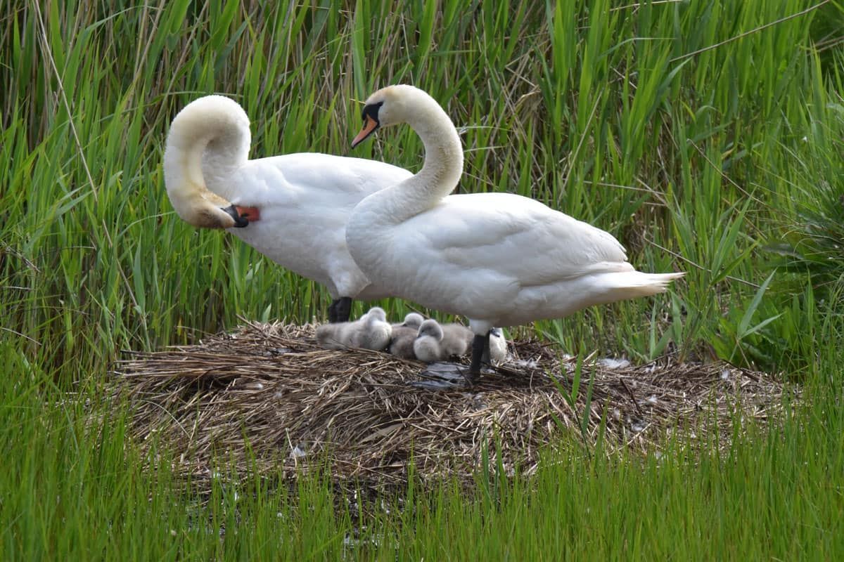 Swans by Graham Harrison a pair of nesting swans