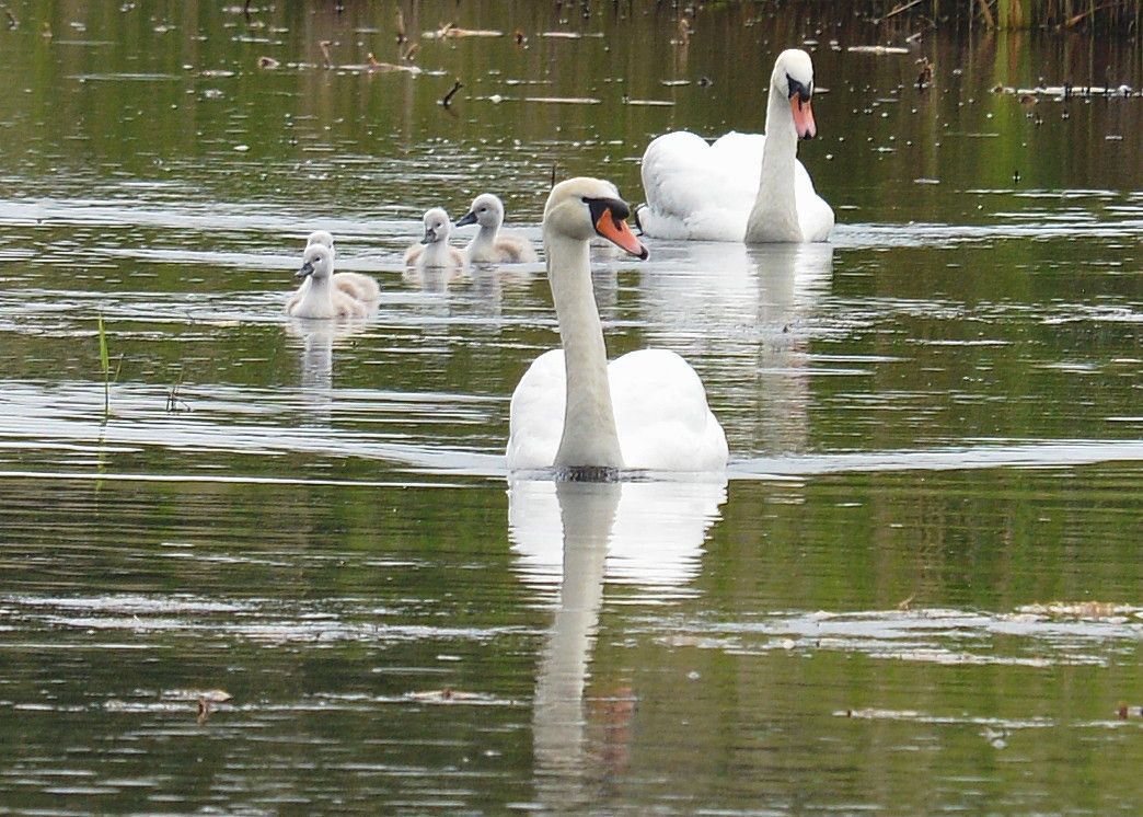 A pair of Swans, and their young