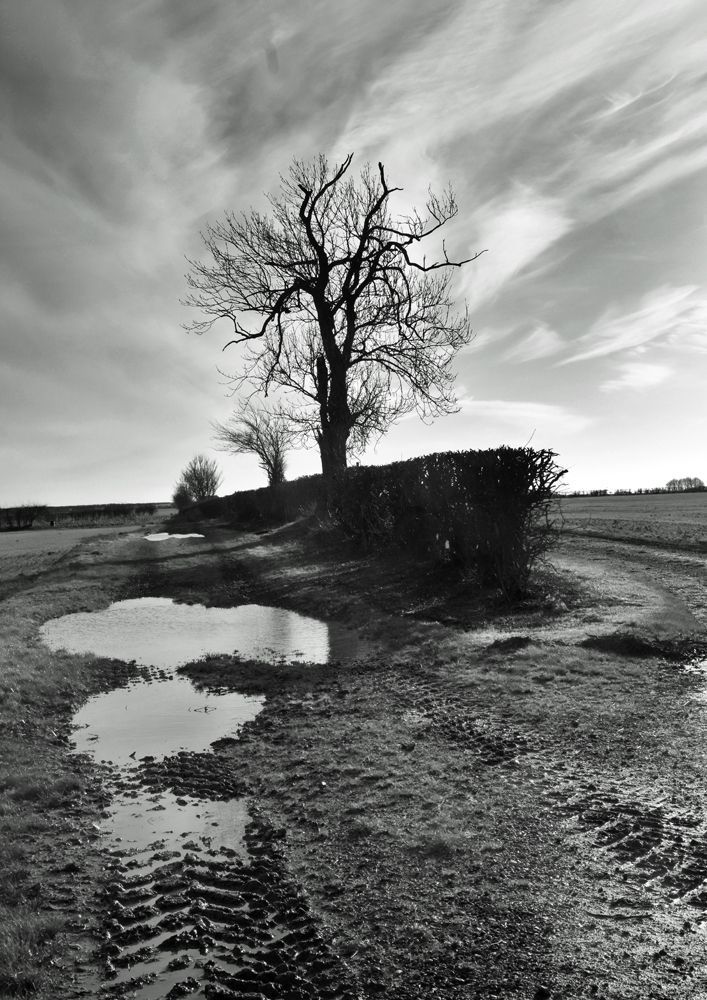 Tree in a wet field