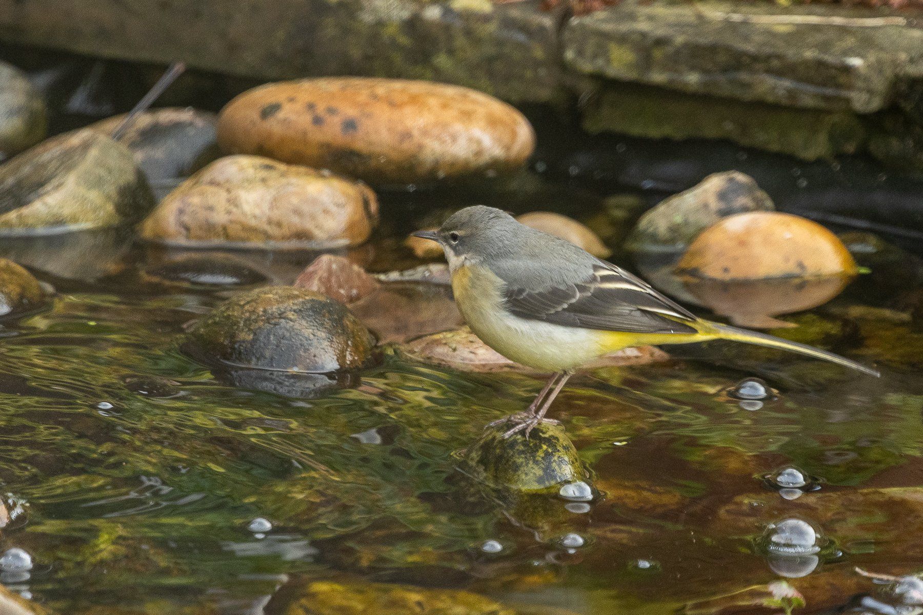 a grey wagtail in the garden pond