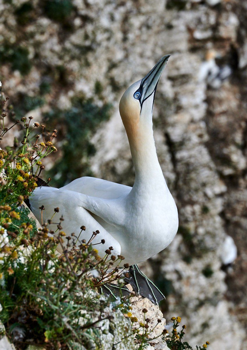 a gannet at bempton cliffs RSPB reserve