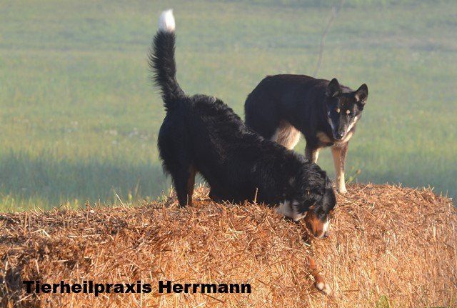 Der Hund rechts ist zu diesem Zeitpunkt 12 Jahre alt
