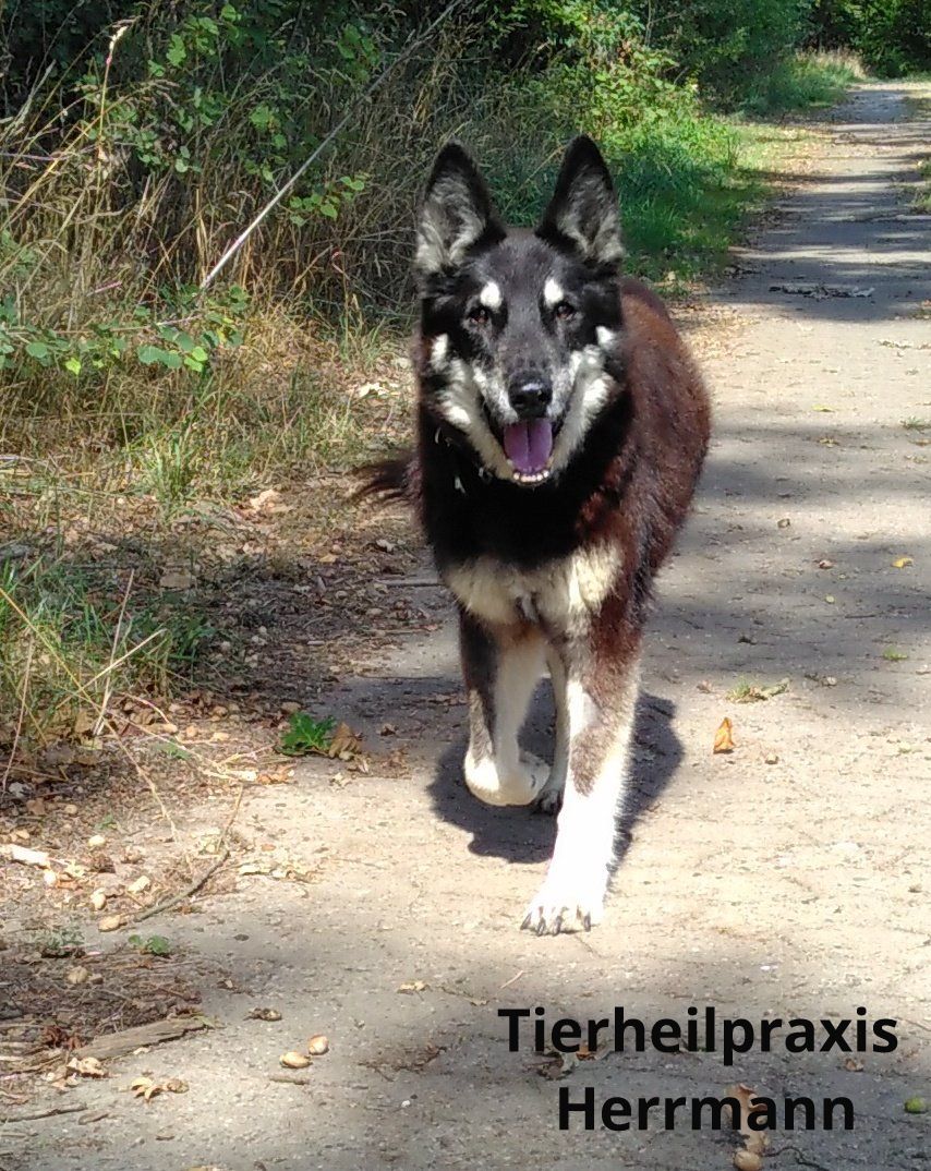 So ein Rentnerdasein kann auch mit 15 Jahren und mittlerweile schwer erkrankt noch sehr schön sein