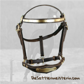 Jährlingshalfter Cornel Rupitsch. Foto August Aust Jährlingshalfter Cornel Rupitsch. Foto August Aust