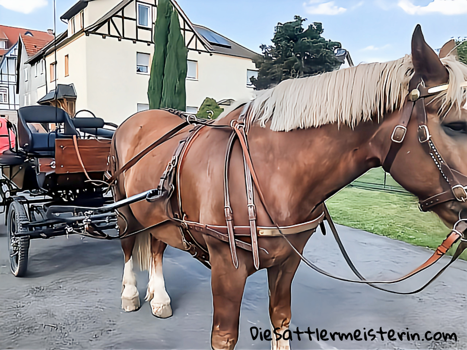 Kundenfotos Geschirre Kundenfotos Geschirre