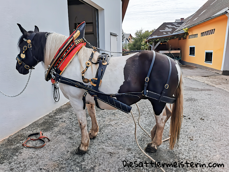Kundenfotos Geschirre Kundenfotos Geschirre