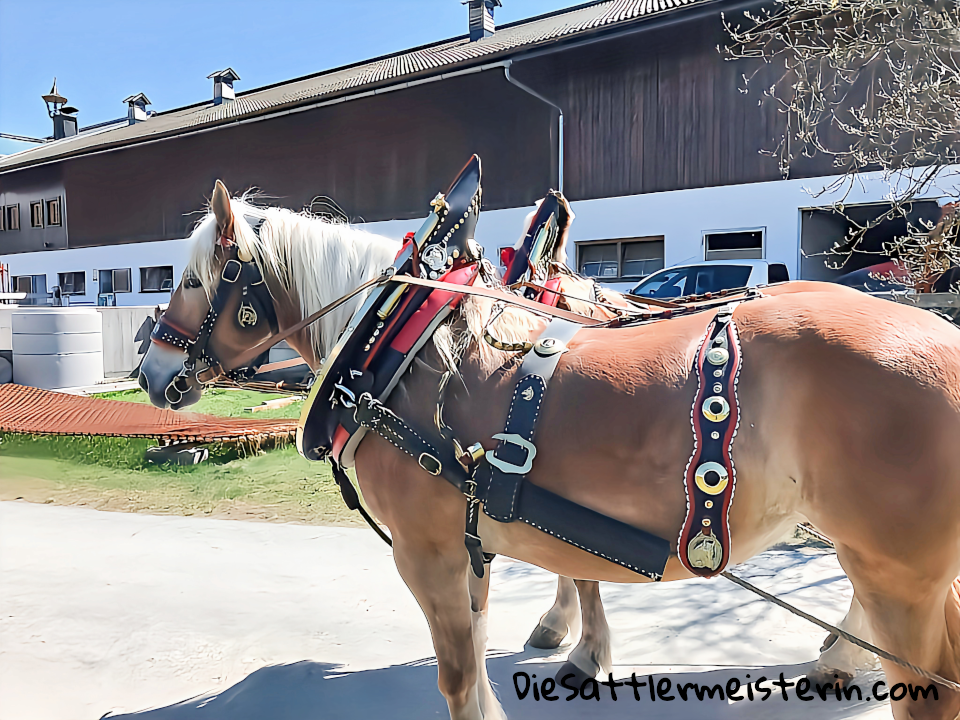 Kundenfotos Geschirre Kundenfotos Geschirre