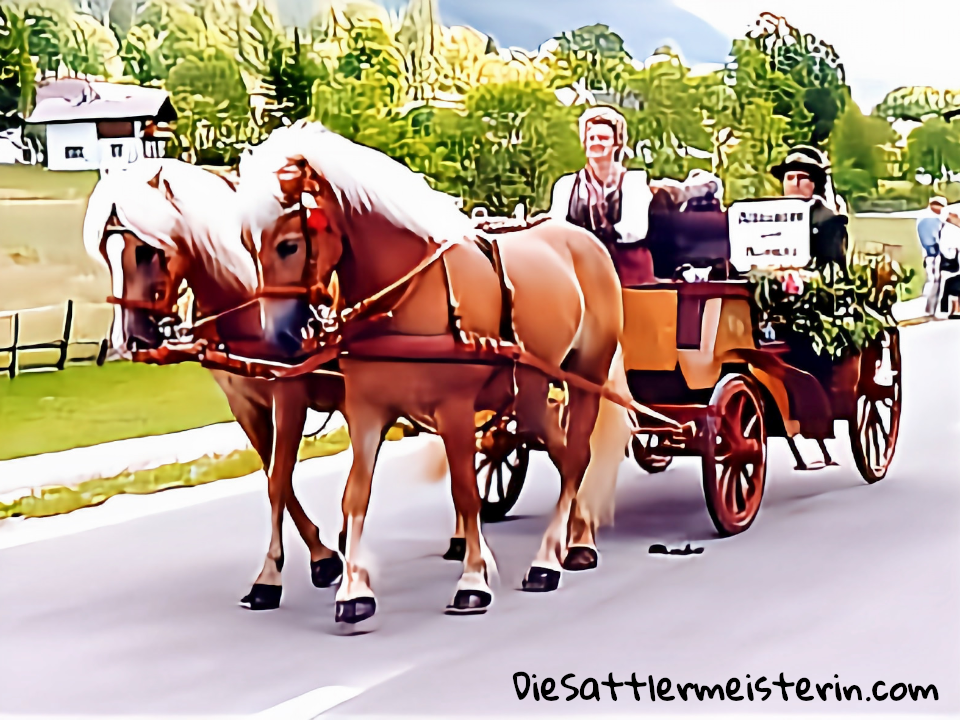 Kundenfotos Geschirre Kundenfotos Geschirre