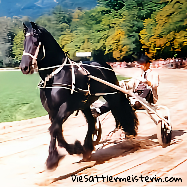 Kundenfotos Geschirre Kundenfotos Geschirre