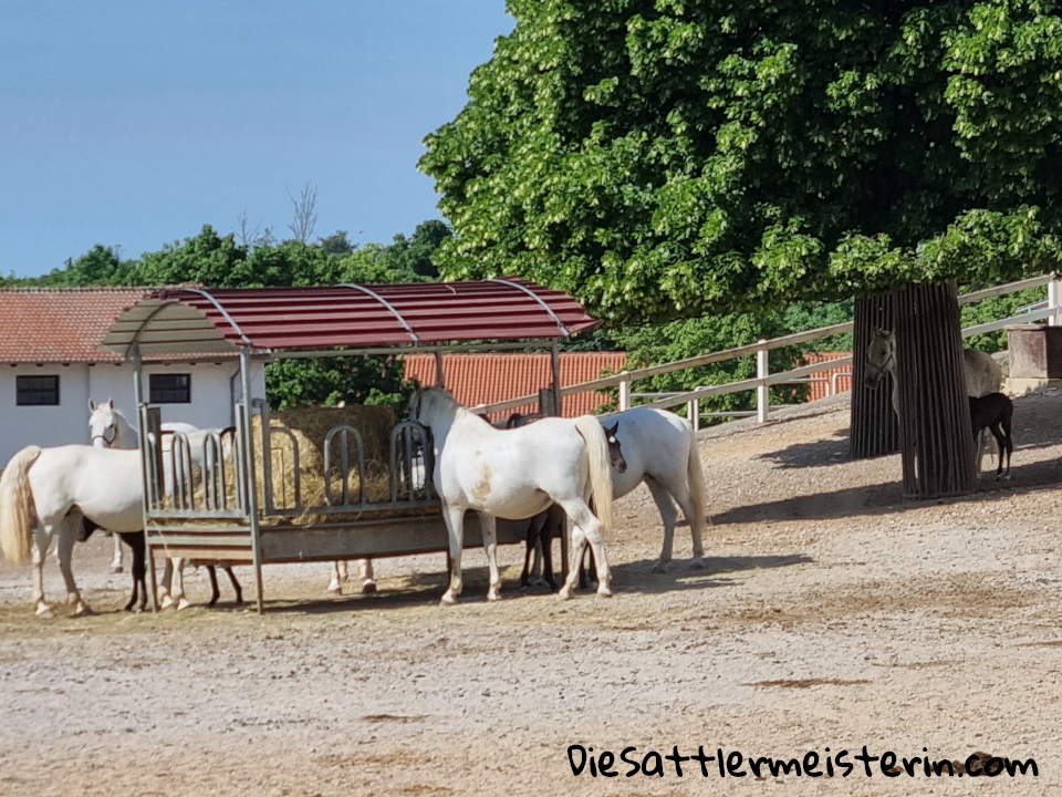 Lipizzaner Stuten mit Fohlen. Foto August Aust Lipizzaner Stuten mit Fohlen. Foto August Aust