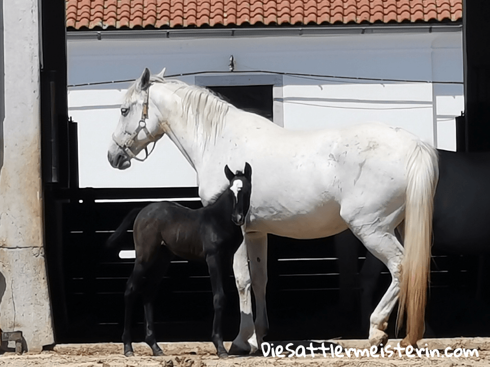 Lipizzaner Stute mit Fohlen. Foto: Marie Luise Riedler Lipizzaner Stute mit Fohlen. Foto: Marie Luise Riedler