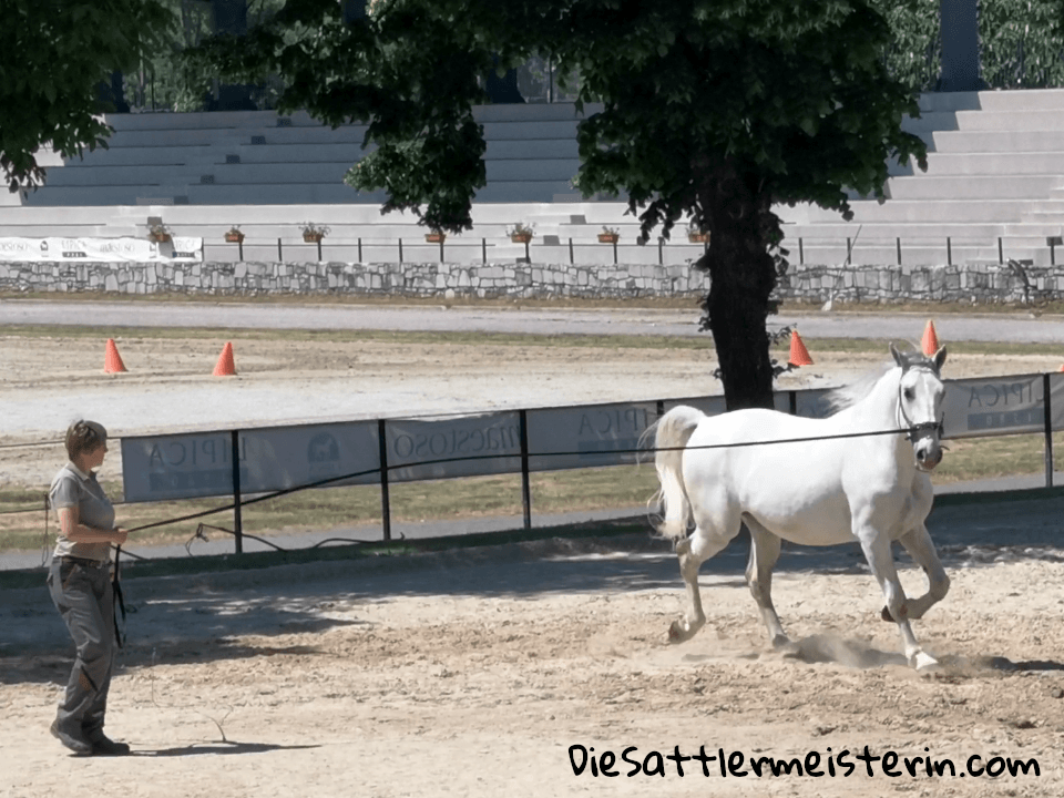Longieren mit Lipizzaner. Foto: August Aust Longieren mit Lipizzaner. Foto: August Aust