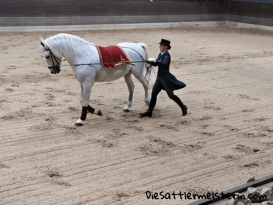 Dressur an der Hand mit Lipizzaner. Foto: August Aust Dressur an der Hand mit Lipizzaner. Foto: August Aust