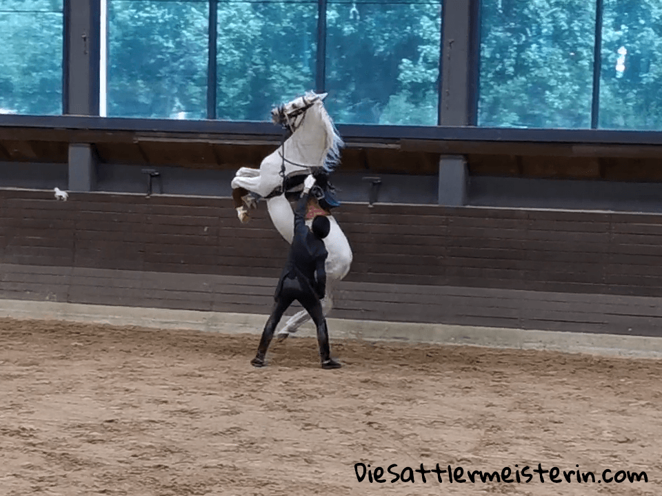 Courbette mit Lipizzaner. Foto: Marie Luise Riedler Courbette mit Lipizzaner. Foto: Marie Luise Riedler