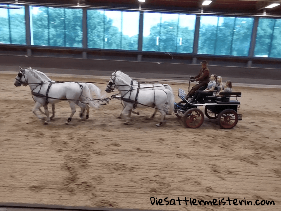 Lipizzaner 4-er Gespann. Foto: Marie Luise Riedler Lipizzaner 4-er Gespann. Foto: Marie Luise Riedler