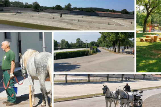 Fotogalerie Lipica Fotogalerie Lipica