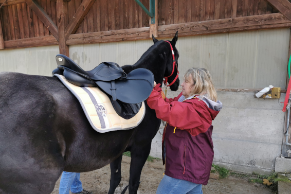 Sattelservice und Sattelanproben. Sattlerei Koch Sattelservice und Sattelanproben. Sattlerei Koch