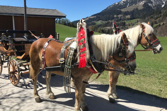 Haflinger Zweispänner Kummetgeschirr. Sattlerei Koch Haflinger Zweispänner Kummetgeschirr. Sattlerei Koch