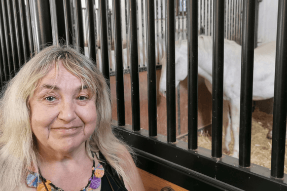 Video: Lipica - Das Zuhause der Lipizzaner Video: Lipica - Das Zuhause der Lipizzaner