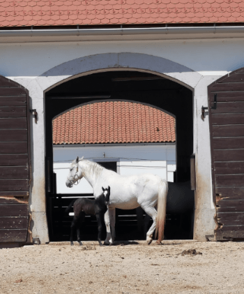 Ställe von Borjač in Lipica. Foto August Aust Ställe von Borjač in Lipica. Foto August Aust