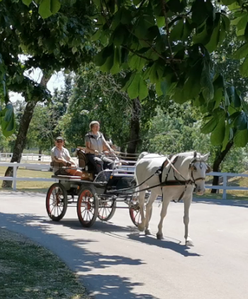 Kutschenfahrt in Lipica. Foto: August Aust Kutschenfahrt in Lipica. Foto: August Aust